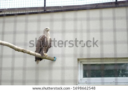 Eagle bird in captivity. Cage for animals in the zoo. Stock photo for design