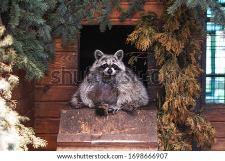 Beautiful funny raccoon is sitting sleepy in a wooden house, mink. Pet is looking directly at the camera. Spring summer theme background. Stock photo