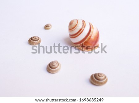 Seashells isolated on off white background.                               