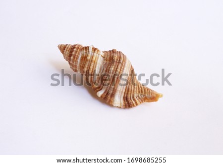 Seashell isolated on off white background.                               