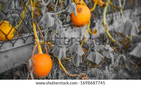 Selective orange and yellow color in pumpkin's picture	