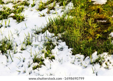 snow fell in spring covered green grass bright spring cheerful background