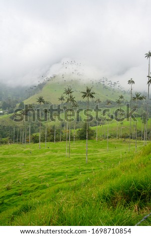 Looking down from Valle de Cocora
