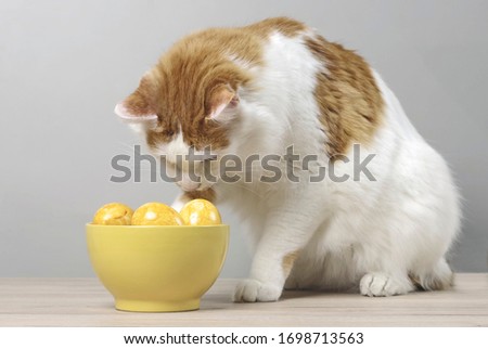 Funny tabby cat looking curious to easter eggs in a yellow bowl.