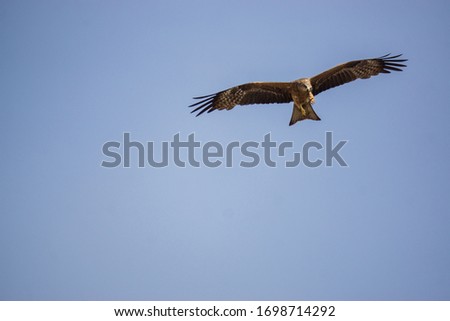 Eagle in India, Bangalore 2020