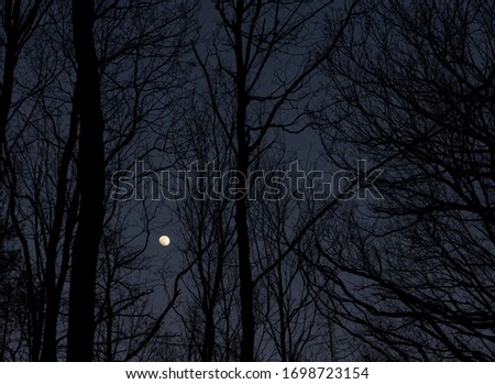 Moon in silhouette of trees 