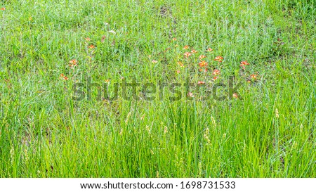 Wildflowers in a field on a sunny spring morning