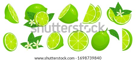 Cartoon lime. Limes slices, green citrus fruit with leaves and lime blossom isolated vector illustration set. Lime citrus fruit, green and juicy, juice vitamin organic Royalty-Free Stock Photo #1698739840