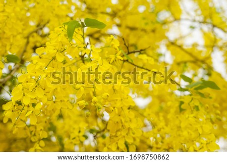 Multiply or Ratchaphruek flowers,Golden Shower background image select focus