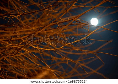 In the foreground, the branches of a tree through which you can see the full moon. A picture that looks like a horror movie.