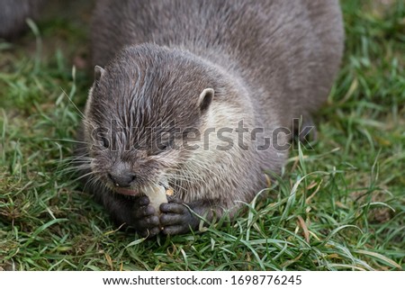 asian short clawed otter in sanctuary