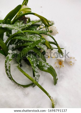 snowdrop flower covered with snow