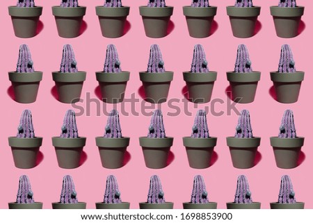 Flower colorful pattern of purple cactus in pot on background of pastel pink color.