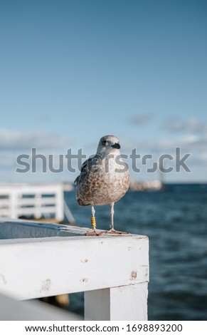 Close up pictur of a calm, friendly gray seagull in sopot, the beautifull part of Gdansk, Poland with a view of baltic sea in the background