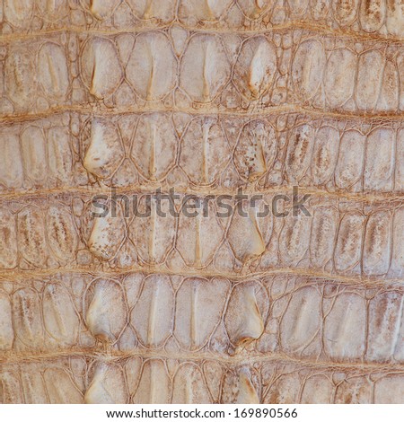 crocodile texture 