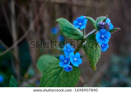Macro photograph of blue flower.