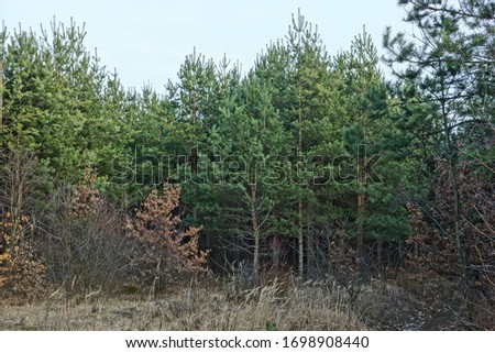 small green coniferous pines in the dry grass in the forest