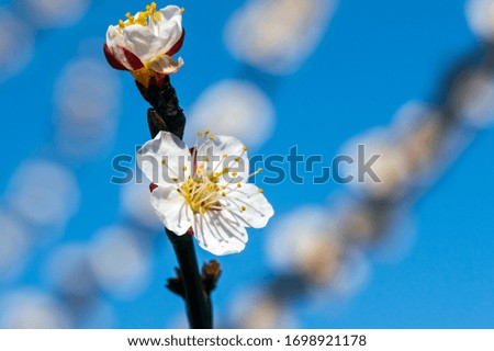 Beautiful flowering cherry, delicate flowers on a background of blue sky.