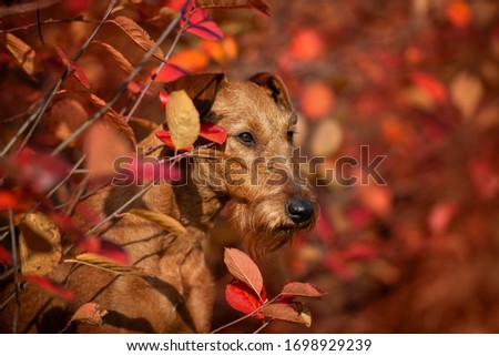 irish terrier dog posing outdoors