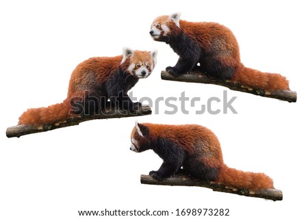 Red panda photo set on white background