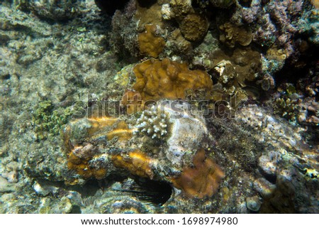 A picture of corals in tropical sea