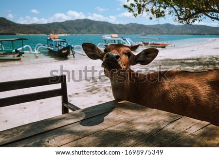 Gili Sudak, Lombok, West Nusa Tenggara, Indonesia: Image of a cute, courious young cow strolling around a tropical beach checking a restaurant table for some food. Royalty-Free Stock Photo #1698975349