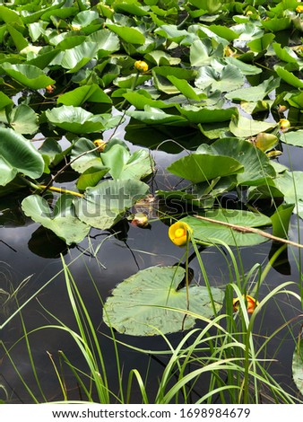 Close up of Lily pads in pond