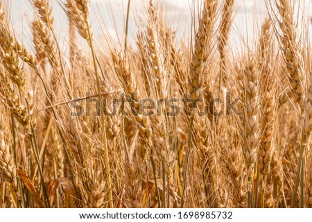 Golden ripe cereal, background, close-up 