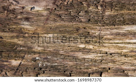 Natural wood texture for use as a background. Selective focus.