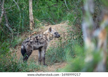 Hyaena cub around the densite