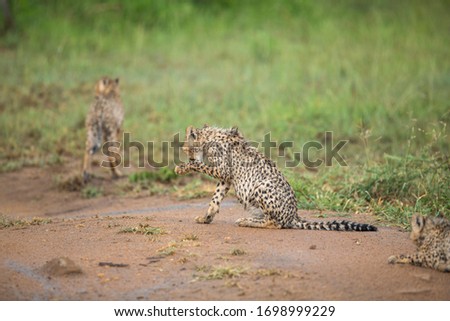 Cheetah cubs after an afternoon thundershower