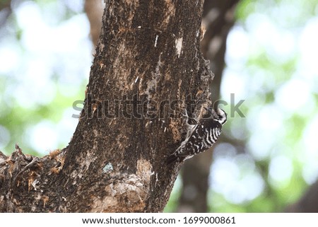 Grey Capped Pygmy Woodpecker perch on a tree seeking for foods