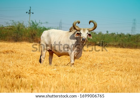 Ox on a farm, looking straight ahead.ox bull in Indian cattle farm, indian ox selective focus Royalty-Free Stock Photo #1699006765