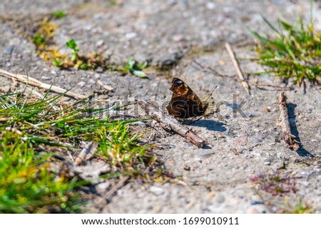 a butterfly  sits on a dirt road in nature