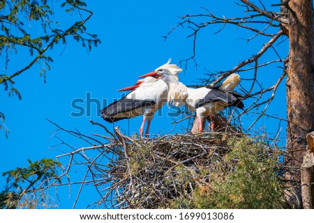 two  storks perform their mating dance in their nest au