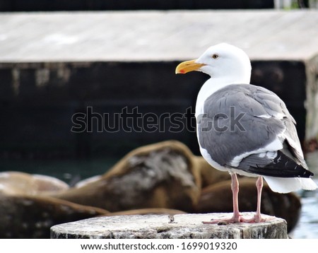 Close up picture of a Sea Gull with some sea lions in the background at the famous Pier 39 dock in San Fransisco, California