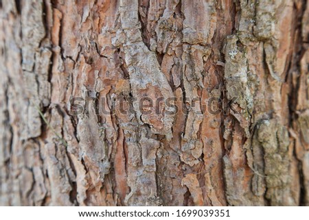 The texture of the natural bark of the pine tree to use as a background. Selective focus