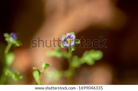 WATERLEAF-FAMILY Stock Photos and Images - Avopix.com