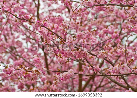 Sakura, a flowering tree in spring