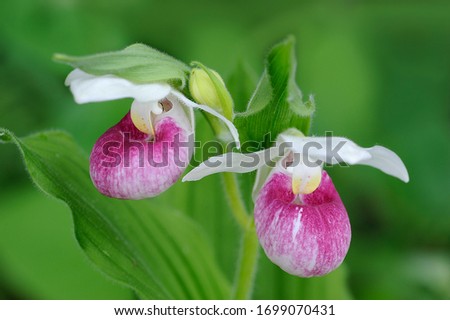 Showy Lady Slipper blooms in northern Michigan. Royalty-Free Stock Photo #1699070431