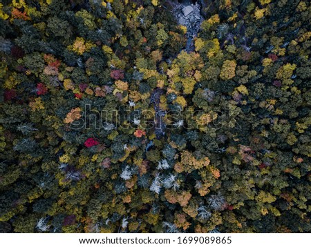 Aerial drone shot of the trees
