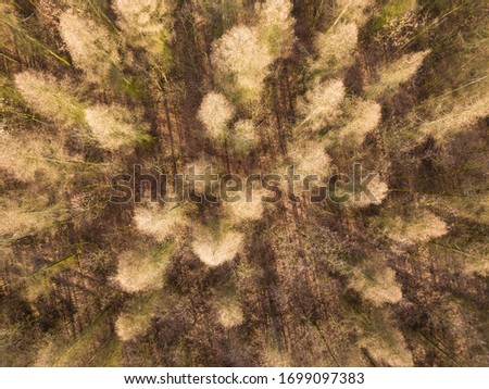Top down aerial photo with golden larch trees at winter. Aerial landscape.