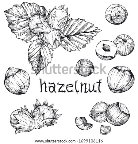 Vector collection of hand drawn nuts. Set sketches with hazelnuts. Peeled kernels and in the shell. Engraving style. Drawing with pen ink. For packaging design, advertising, menus, recipe magazines Royalty-Free Stock Photo #1699106116