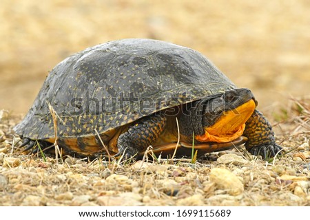 Endangered Blading's Turtle in Wisconsin Royalty-Free Stock Photo #1699115689