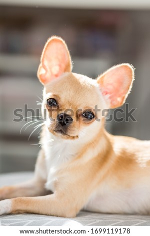 Chihuahua puppy cream close up