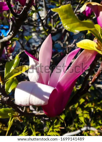 Close up of Magnolia flower