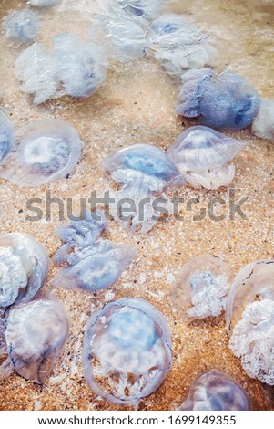 The population of jellyfish on the beach, the view from the top