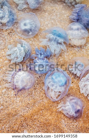 The population of jellyfish on the beach, the view from the top