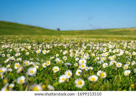 daisy landscape flower sky background