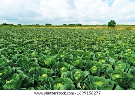 fresh green cabbage in the farm field Royalty-Free Stock Photo #1699158277